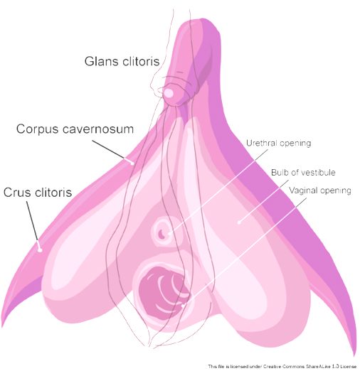 The G-spot is the front part of the internal clitoris