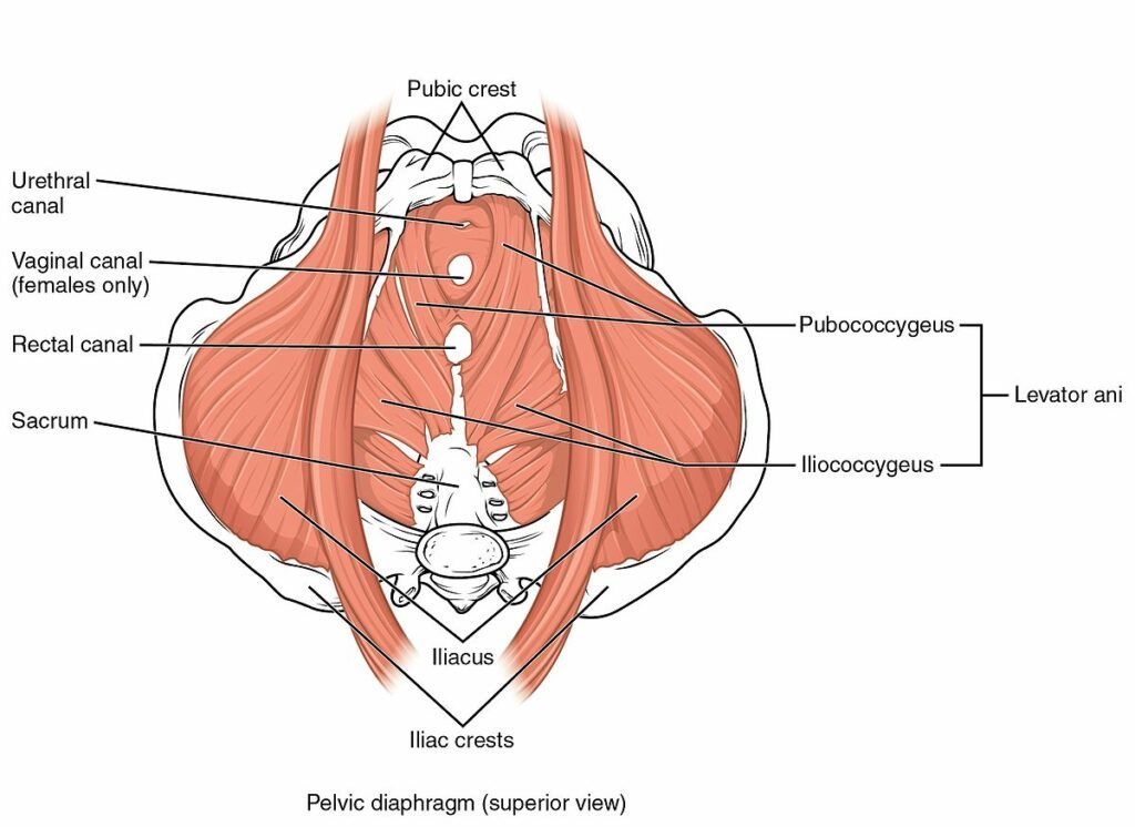 A diagram showing the pelvic floor anatomy.