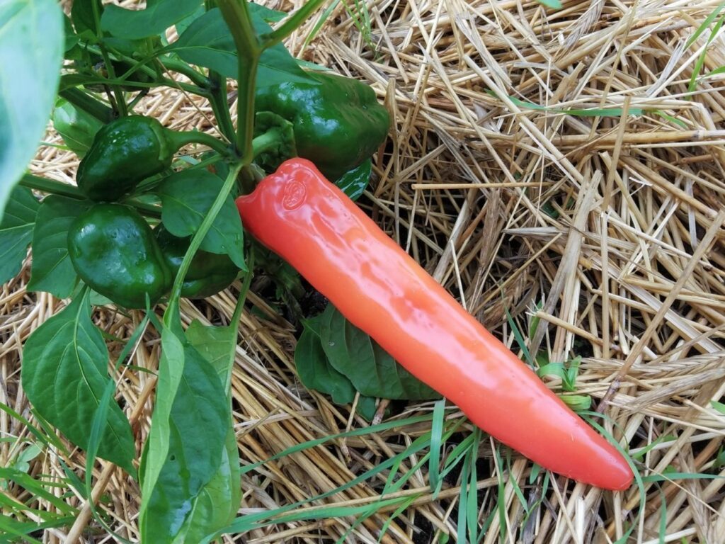 [Image: Self Delve's glossy red pepper dildo, cast in silicone from an actual pepper]