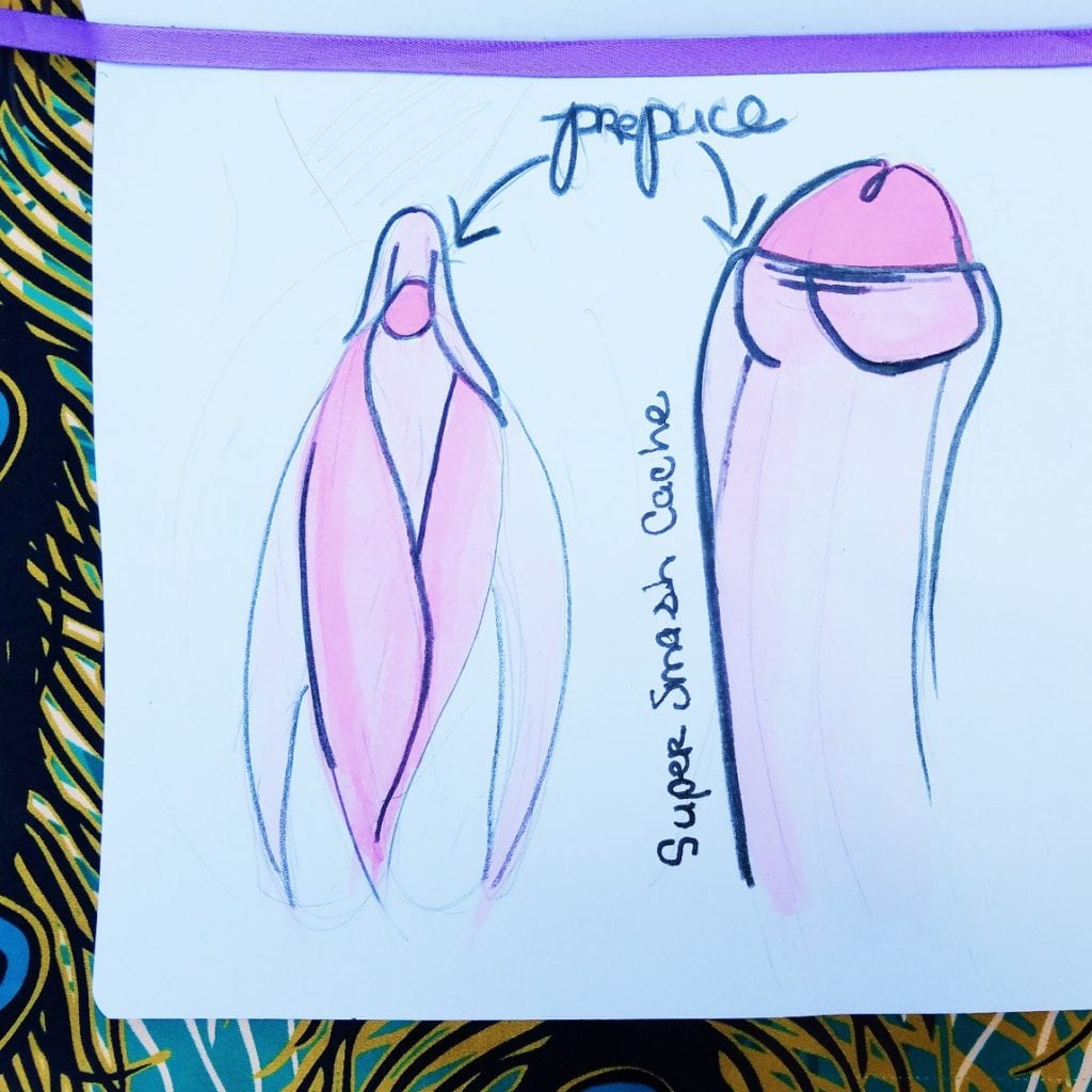 The foreskin of the penis is homologous to the hood of the clitoris